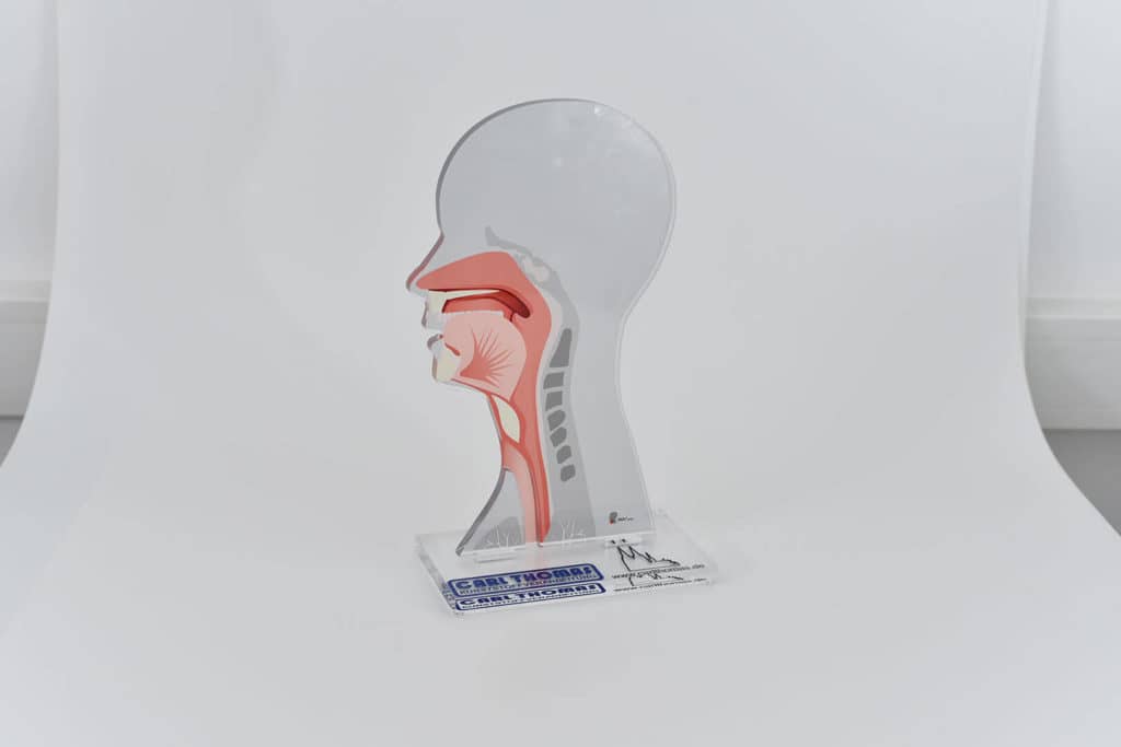 Zeigt Kunststoff-Modell eines menschlichen Kopfes mit Digitaldruck der inneren Anatomie auf den durchsichtigen Kunststoff.