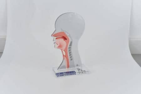 Zeigt Kunststoff-Modell eines menschlichen Kopfes mit Digitaldruck der inneren Anatomie auf den durchsichtigen Kunststoff. Individuelle Hinweisschilder und Werbetechnik.